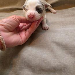 Bonnie - Slate merle female Border Collie puppy in Ripley, Oklahoma from Adventure5 Border Collies