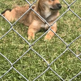Shiba Inu Puppies from Haste
