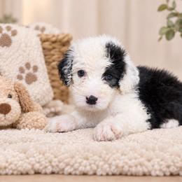 Pink - Gray and white female Old English Sheepdog puppy in Iowa from Midwest Puppy Paws