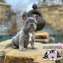 French Bulldog Puppies from Dreampups
