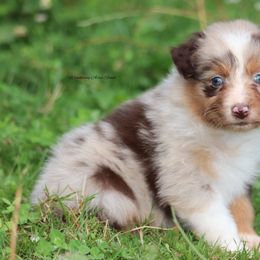 RMF1 - Red merle female Australian Shepherd puppy in Chehalis, Washington from Wandering Acres Ranch