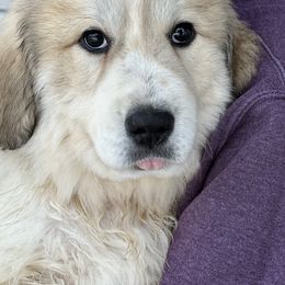 Dachshund and Great Pyrenees Puppies from Mulberry Meadow Farms