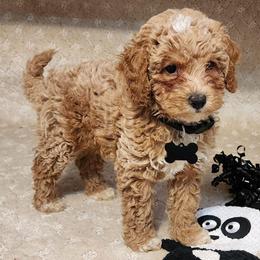 Micro-Mini Black collar boy - Apricot male Labradoodle puppy in Los Molinos Ca, California from Sunshine Sanctuary Doodles