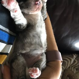 Poodle Puppies from Timber Hills Poodles and Doodles