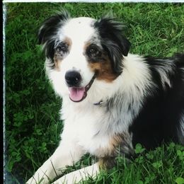 Callie - Australian Shepherd