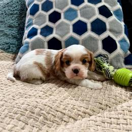 AKC- Blenheim Male 1 - Blenheim male Cavalier King Charles Spaniel puppy in Raymondville, Missouri from Puppy PlayPen