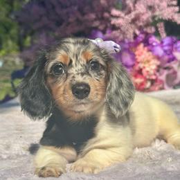 Lolly - Dapple female Dachshund puppy in Lakeland, Florida from Elite Doxies Florida