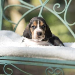 Charley - Black brown and white male Basset Hound puppy in Middle Ga 1.5 Hrs From Atlanta, Georgia from Mountain Ridge Basset Hounds