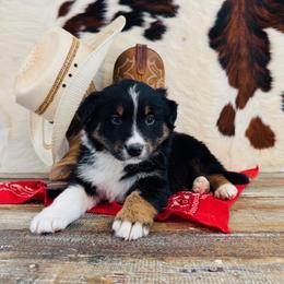 KODA - Black tri-color male Australian Shepherd puppy in Durand, Wisconsin from Larson’s Legacy Aussome Aussie Kennels