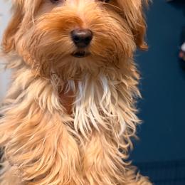 Cronus - Gold male Yorkshire Terrier puppy in Aurora, Colorado from Lovely Yorkies Colorado
