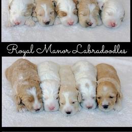 Boy 1 - Caramel male Australian Labradoodle puppy in Florence, New Jersey from Royal Manor Labradoodles