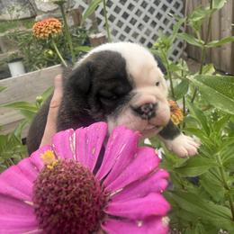 Blossom - Brindle female Bulldog puppy in San Antonio, Texas from Bulldogzilla Breeders