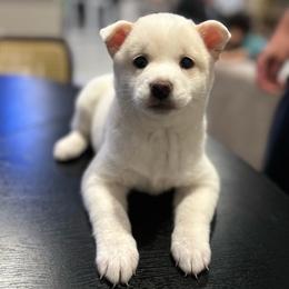 Polar - Cream male Shiba Inu puppy in Elizabeth, New Jersey from Shiba Inu Loving Care