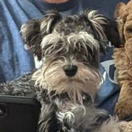 Goldendoodles and Miniature Schnauzers from Happy Chaos Farm