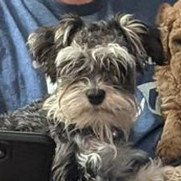 Goldendoodles and Miniature Schnauzers from Happy Chaos Farm