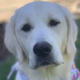 Astrid - Golden Retriever