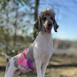 Teeter - Poodle