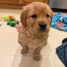 Takame - Dark golden female Golden Retriever puppy in Grant County, Indiana from On The Sunny Side Pavey Farms