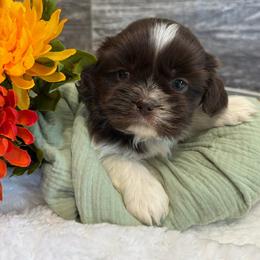 Reed - Sable and white male Shih Tzu puppy in Osseo, Michigan from Paws in the Country