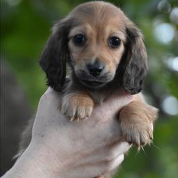 Jessie - Red male Dachshund puppy in Lowell, Indiana from IvoryForge Dachshunds