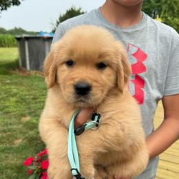 Aqua girl - Golden female Golden Retriever puppy in Macy, Indiana from Macy Golden Meadows