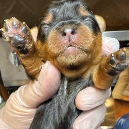 Gracie - Black & tan tri-color female Morkie puppy in Decatur, Texas from Melanie's Morkies