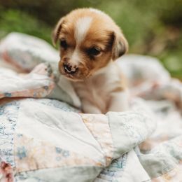 American Corgi and Pembroke Welsh Corgi Puppies from Dollhouse Farm