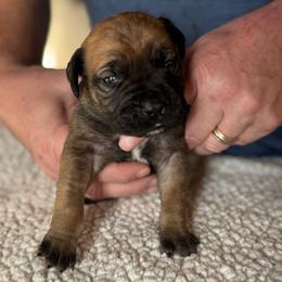 Navy blue collar male - Fawn male Boerboel puppy in Bon Aqua, Tennessee from Erickson Ranch Boerboels