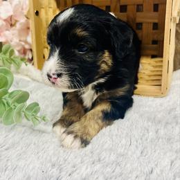 Penelope - Black tri-color female Aussiedoodle puppy in Hamilton, Michigan from White Pine Farm