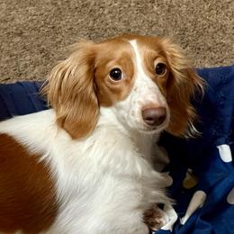 Lucy - Dachshund