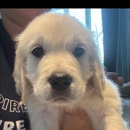 Purple collar girl - Light golden female Golden Retriever puppy in Roca, Nebraska from Chastity Pierce