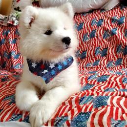 Samoyed Puppies from White Sea Samoyeds