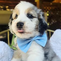 Light blue - Blue merle male Aussiedoodle puppy in Georgetown, California from Foothill Aussies
