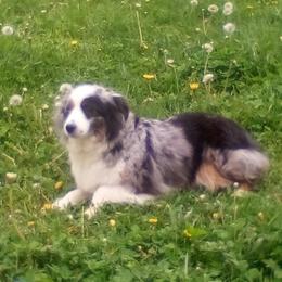 River - Miniature American Shepherd