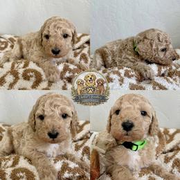 Boy 2 - Parti male Goldendoodle puppy in Sanger, California from Delta Doodless