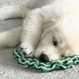 Golden Retrievers from English Cream Golden Retrievers of Tampa Bay