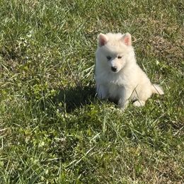 Davidson - White male Pomsky puppy in Bucyrus, Missouri from Hill Top Pomskies
