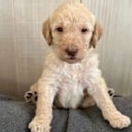 Labradoodles from Tellico Doodles