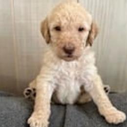 Labradoodles from Tellico Doodles