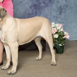 Mastiffs from Hooligan Mastiffs