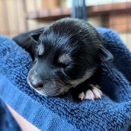 Boy 2 - male Lapponian Herder puppy in Prattsburgh, New York from Maalattu Koirankoppi Lapponian Herders