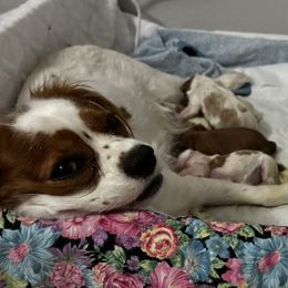 Cavalier King Charles Spaniel Puppies from Chara Cavaliers