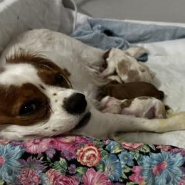 Cavalier King Charles Spaniel Puppies from Chara Cavaliers