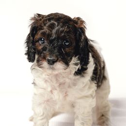 Hot pink collar - Tri-color female Cavapoo puppy in Eagle Mountain, Utah from Liberty Farms Puppies
