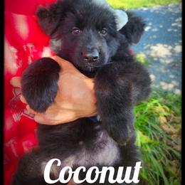 Coconut - Black female German Shepherd puppy in Fort Jennings, Ohio from Von Holtzapple German shepherds