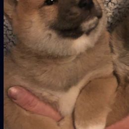 Shiba Inu from Z Ranch Canines