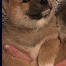 Shiba Inu from Z Ranch Canines