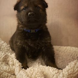 German Shepherd Puppies from Eisenkraft K9’s