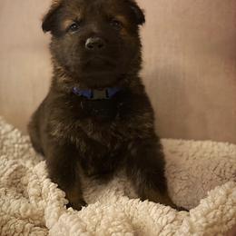 German Shepherd Puppies from Eisenkraft K9’s