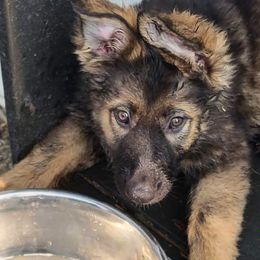 Girl 1 - Sable German Shepherd puppy in Crown Point, Indiana from Nordwolfe